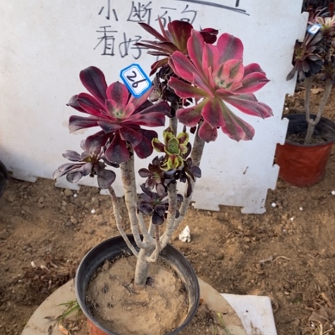 嫁接法师一物一拍