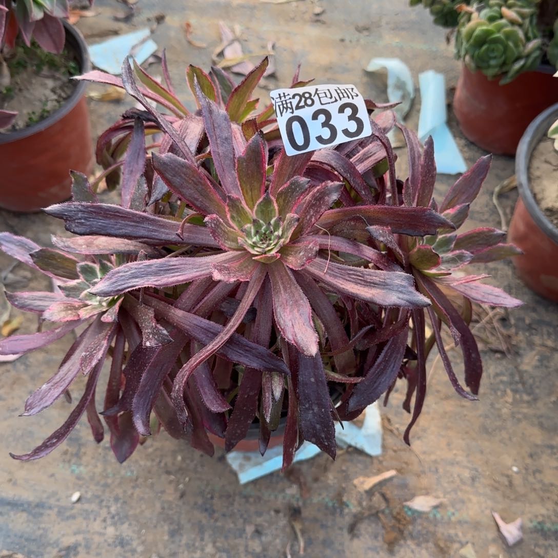 紫霞仙子多肉033满28包邮断枝不包