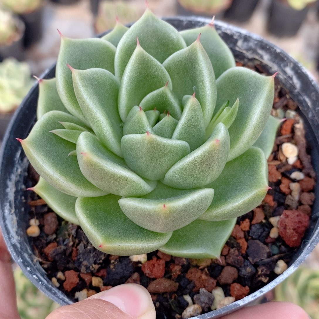 2751 号东云系多肉植物新品