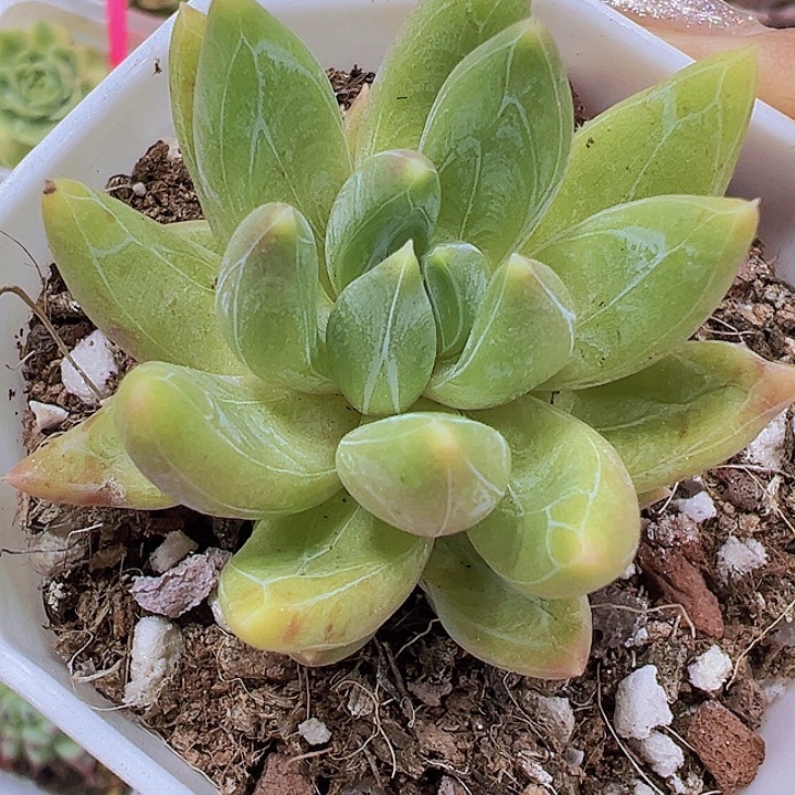 青提19包邮多肉植物