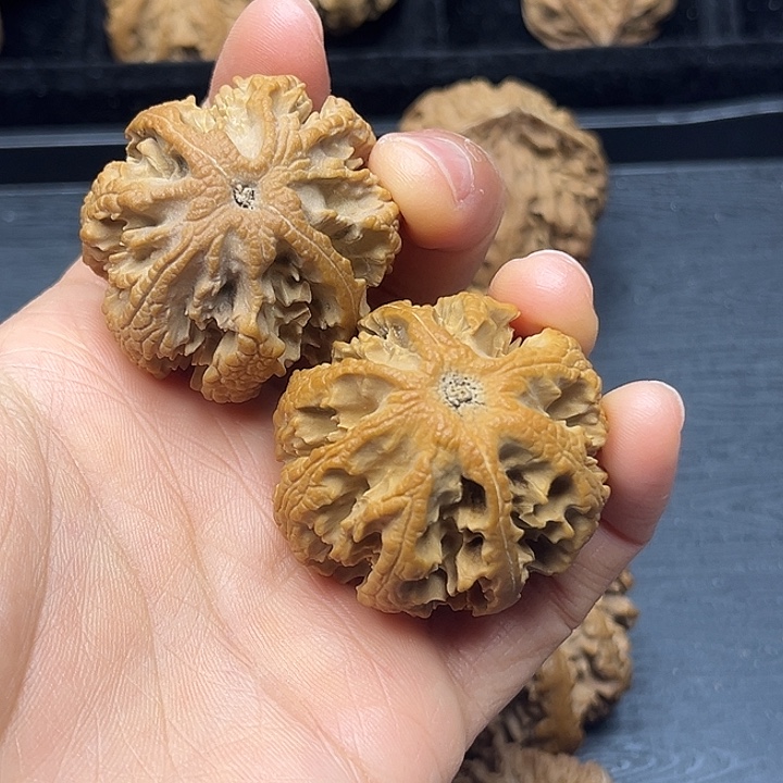 黄杨木秦岭突突突突突突突