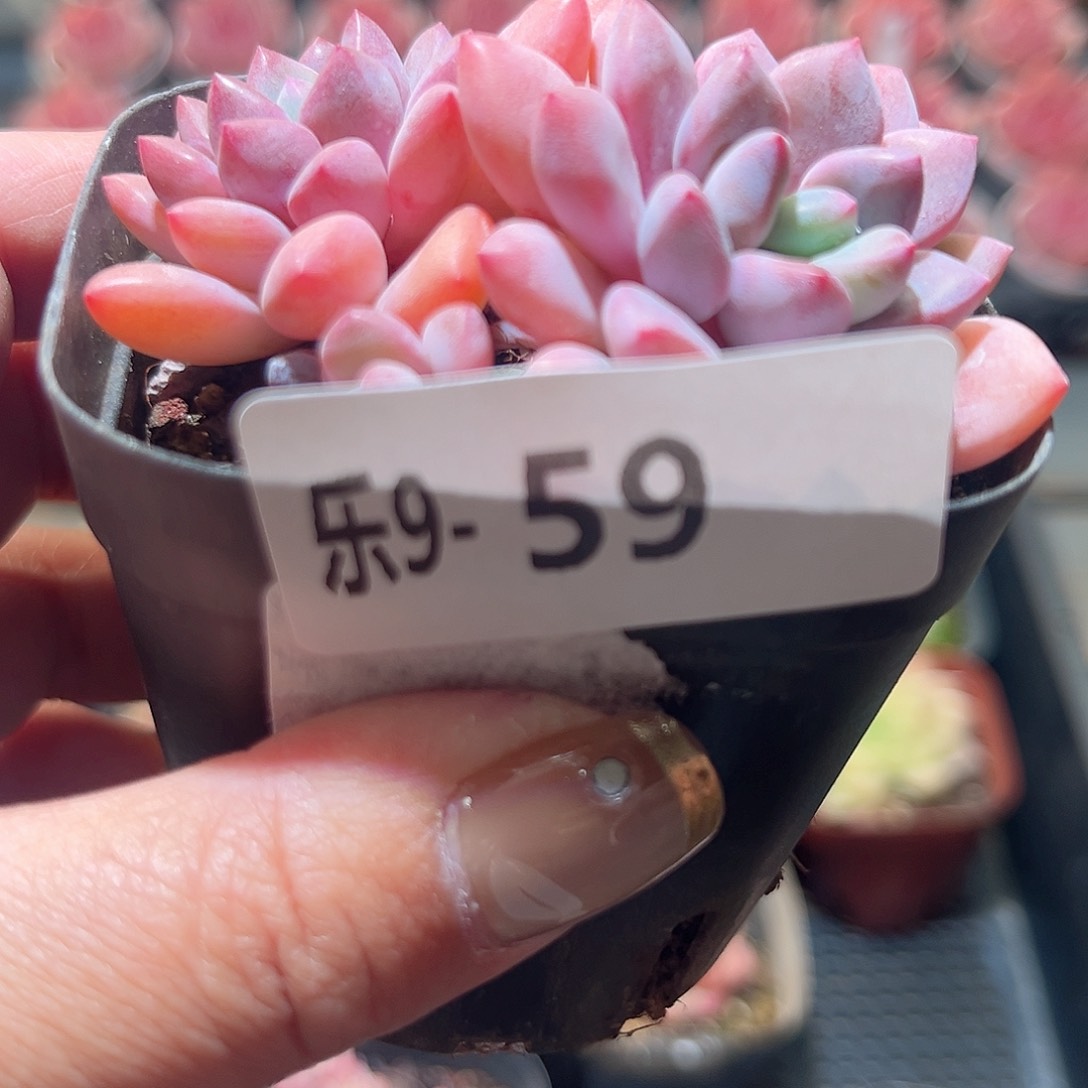 乐9-59 冰彤群不包整