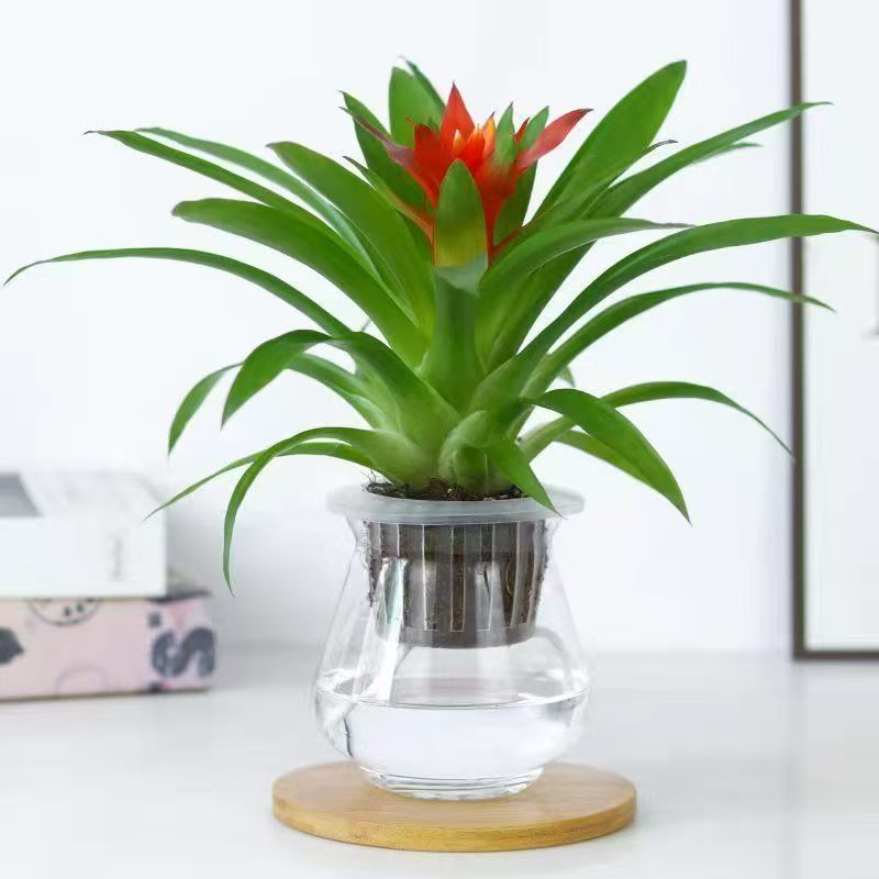 鸿运当头小红星盆栽室内水培植物四季好养净化空气花卉