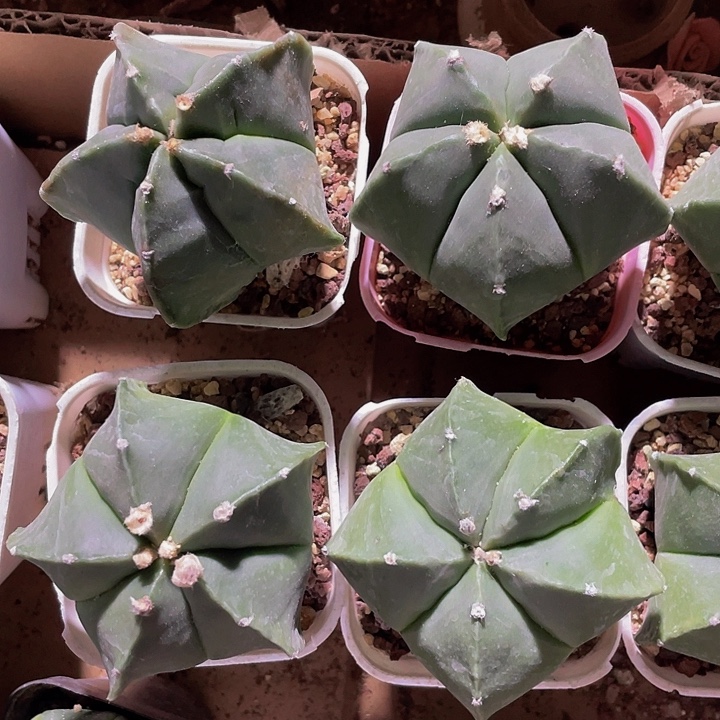 超大五角鸾凤玉带盆土发