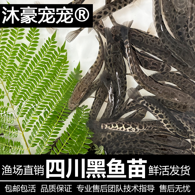 沐豪宠宠【运营推荐】观赏鱼黑鱼财鱼蟒纹雷龙淡水养殖好养冷水鱼