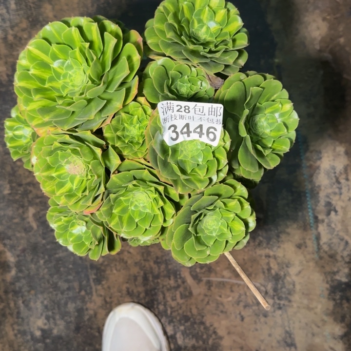 34446琉璃不包断枝