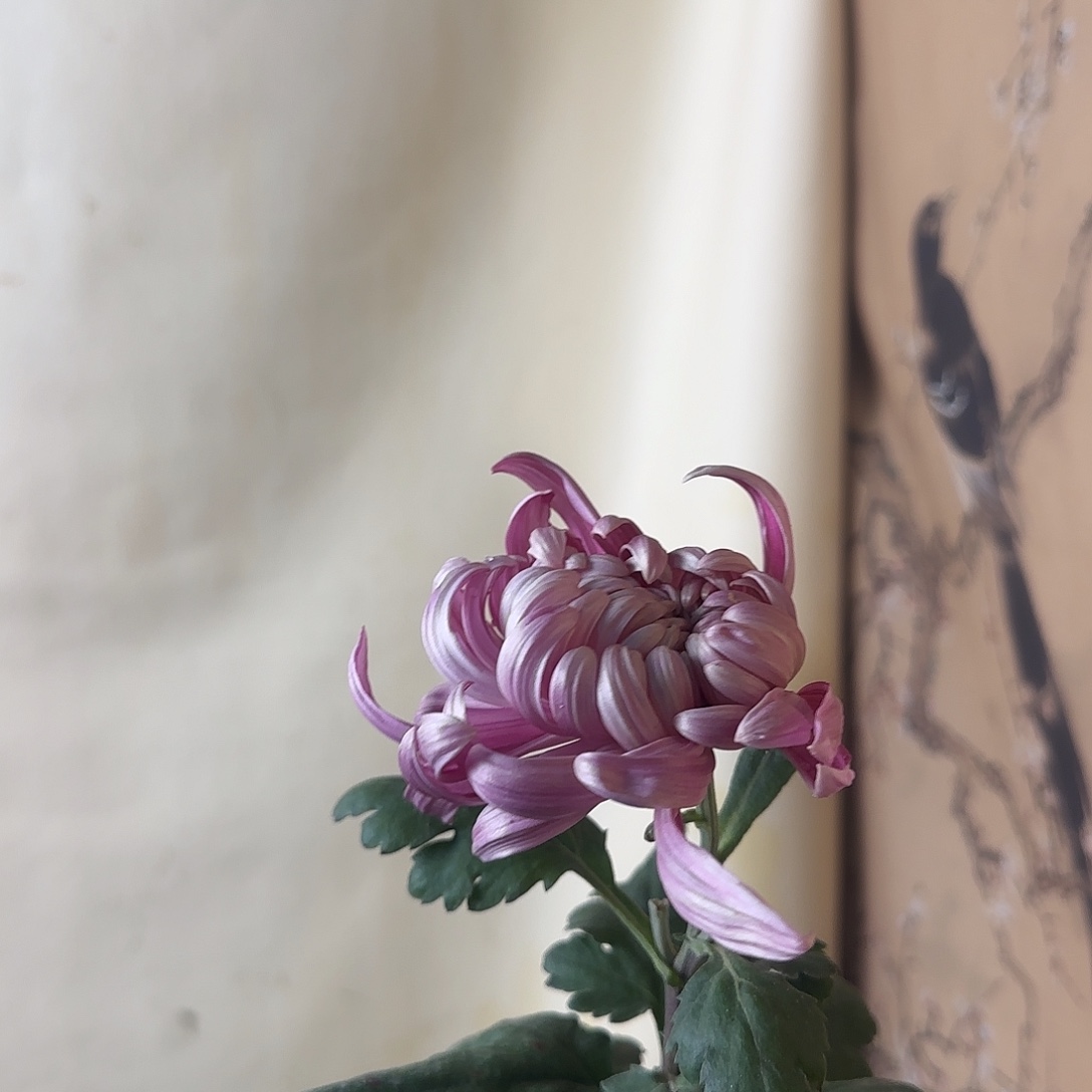 全部花朵K88888888