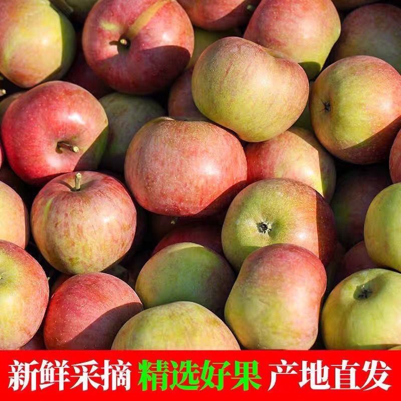 2025年现摘山东五莲正品老树小国光苹果青皮怀旧水果酸甜脆包邮
