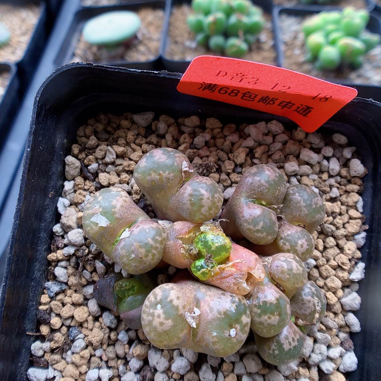 【闪购商品】3-12-18 勋章一群特 25