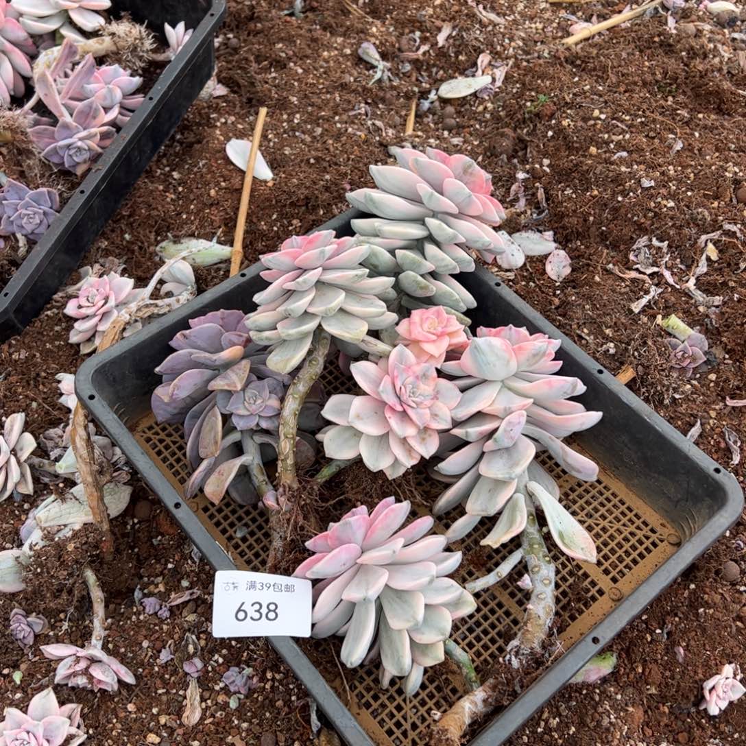 638紫乐锦老桩多肉植物