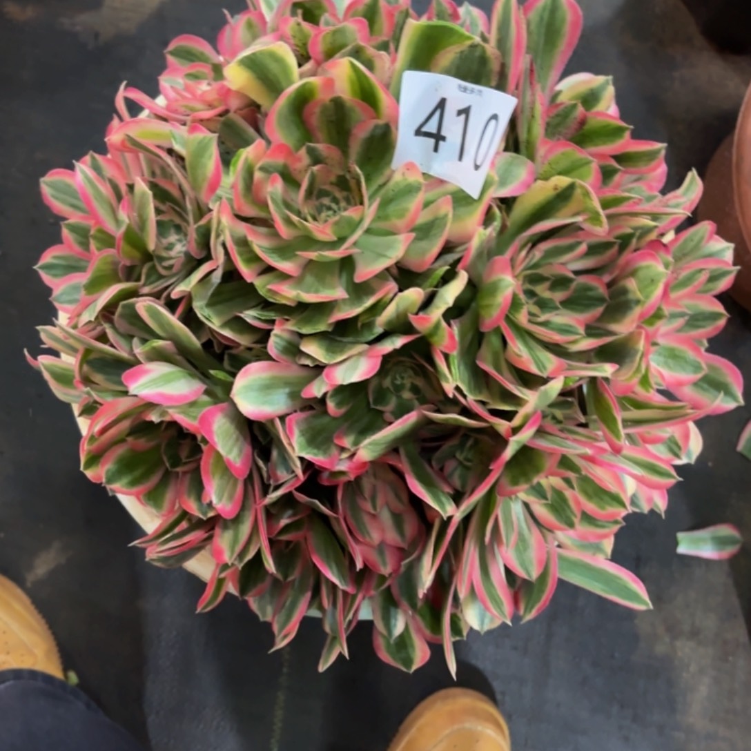 哈哈多肉葡萄花样年华410