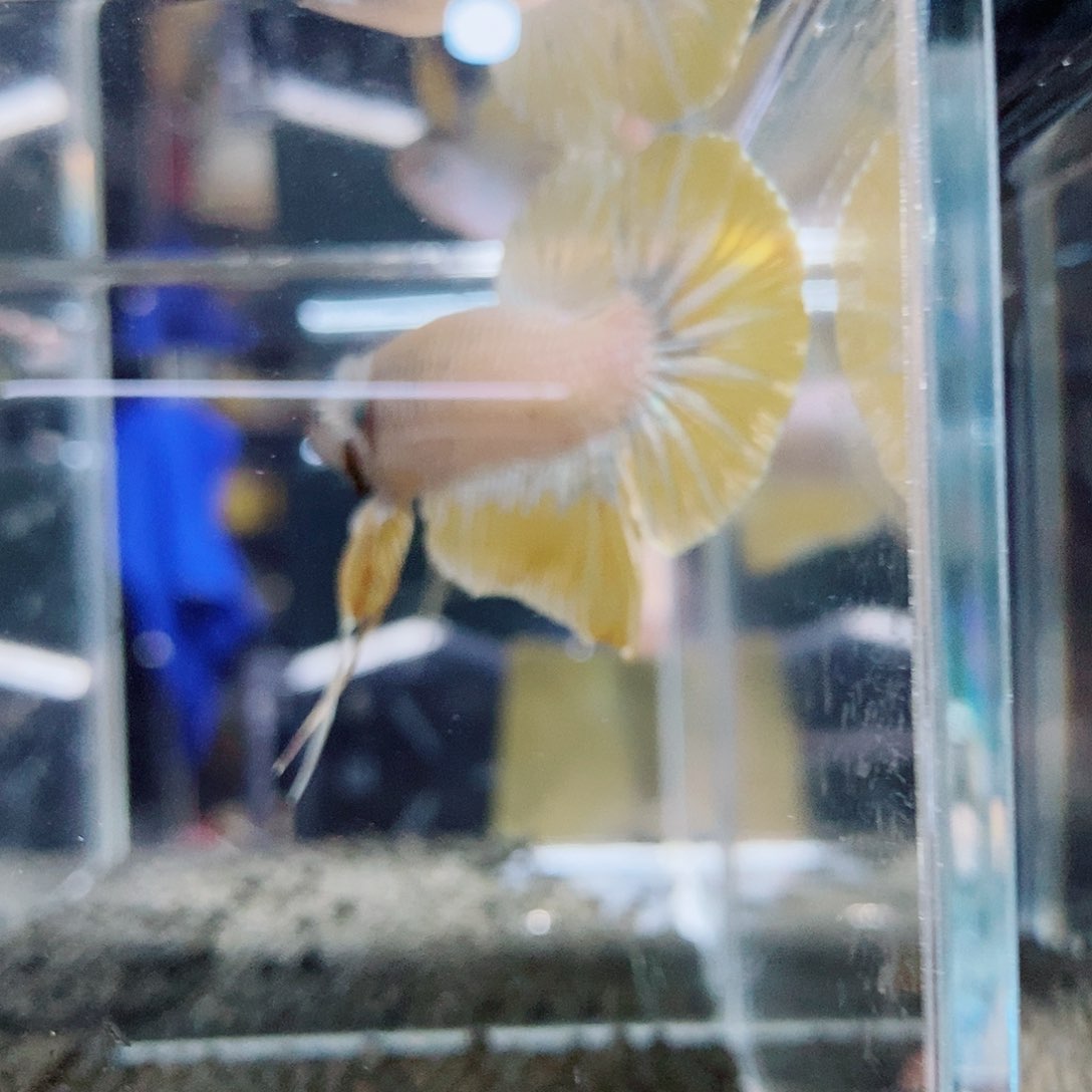 斗鱼黑66号a a a a a