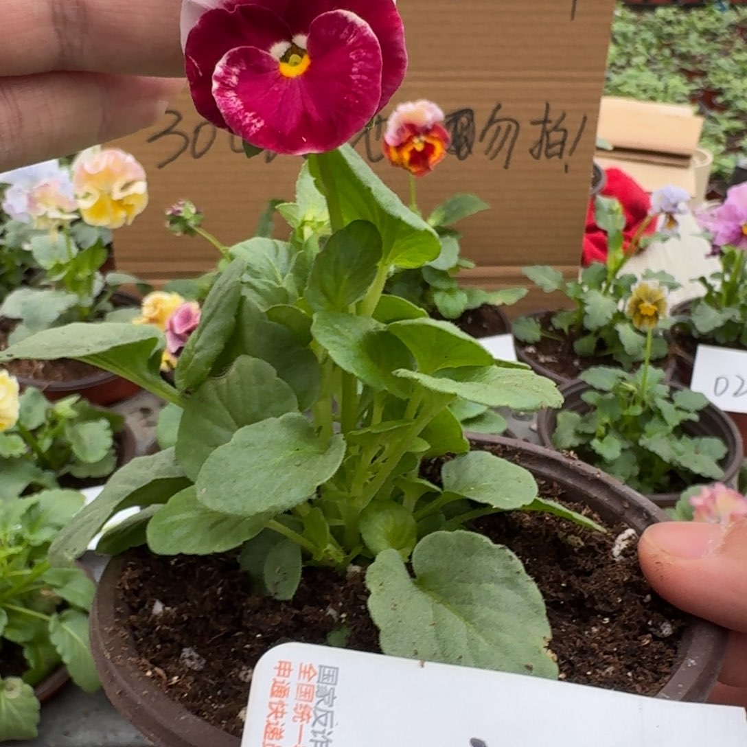 完全开放皱边角堇032