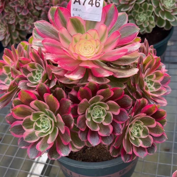 746孔雀翎20厘米左右