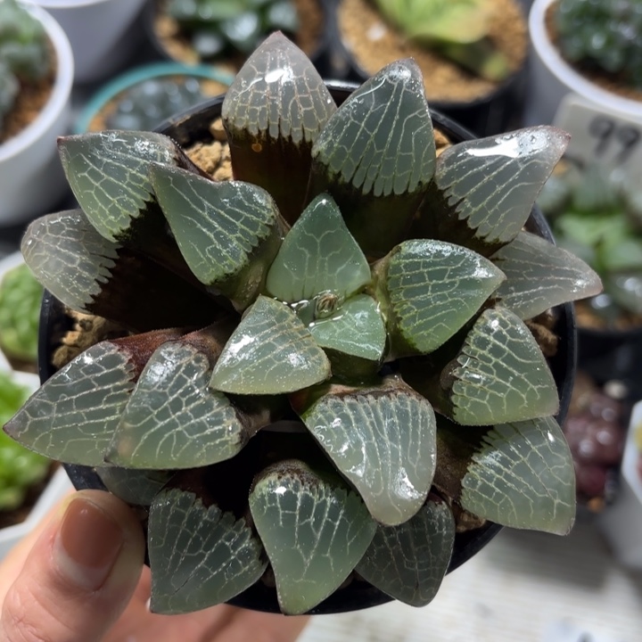 母本大寿多肉植物