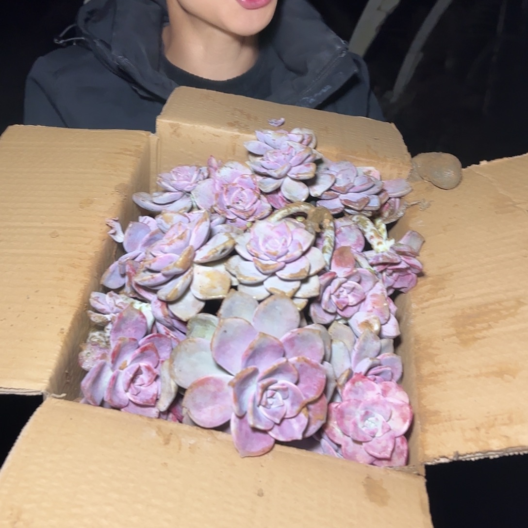 箱拍紫乐多肉轻微断肢不售后看好在拍