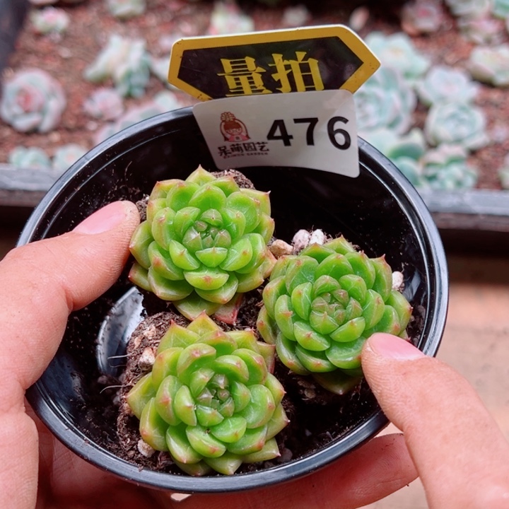 多肉植物多肉植物