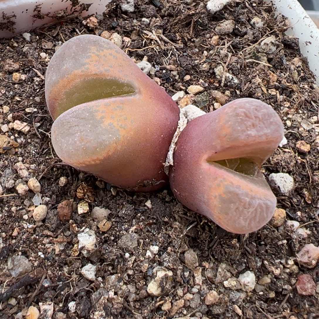 1.22好看的多肉267