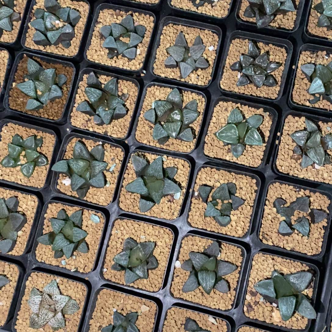 1334 一颗实生克苗 高货