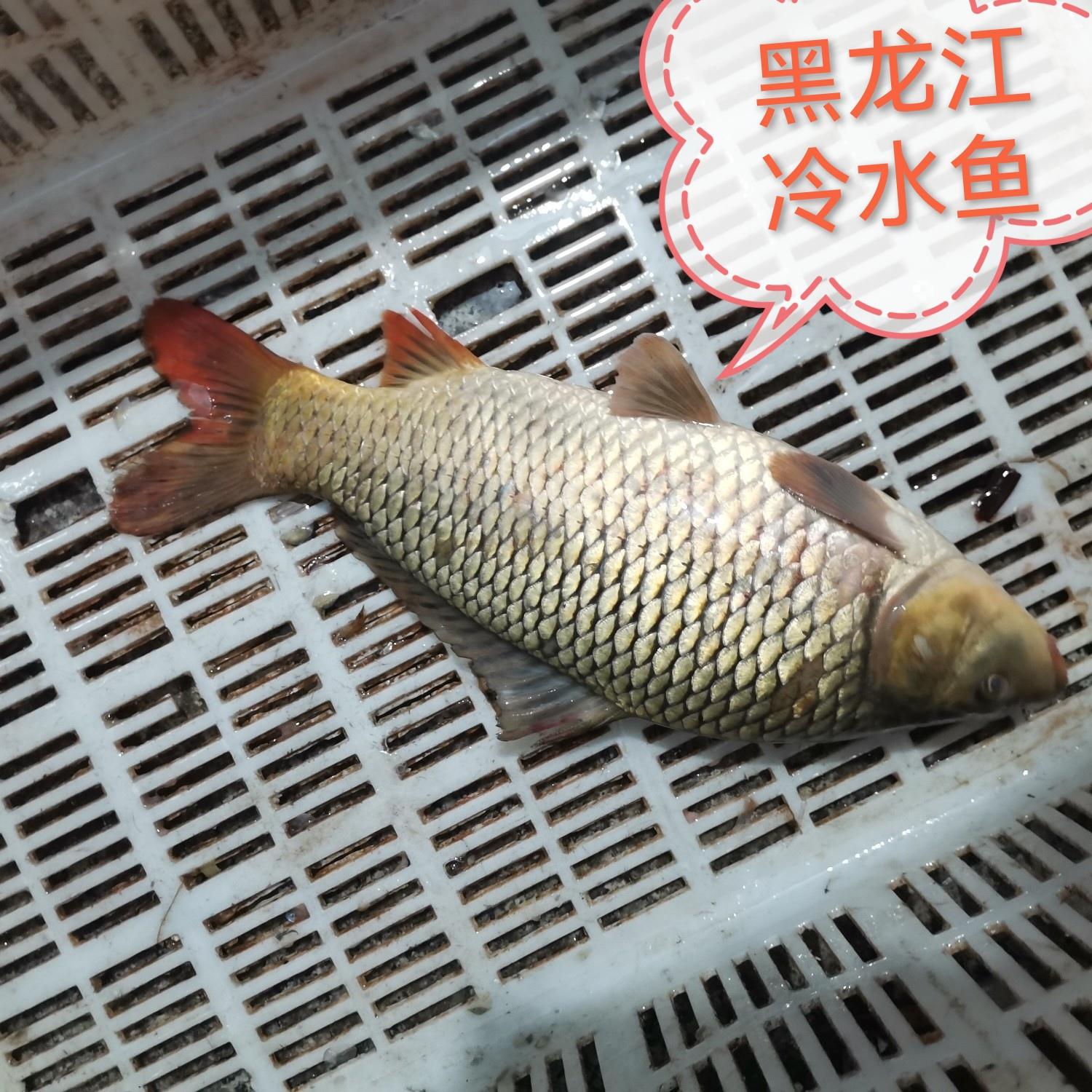 乌苏里江源头冷水鲤子鱼