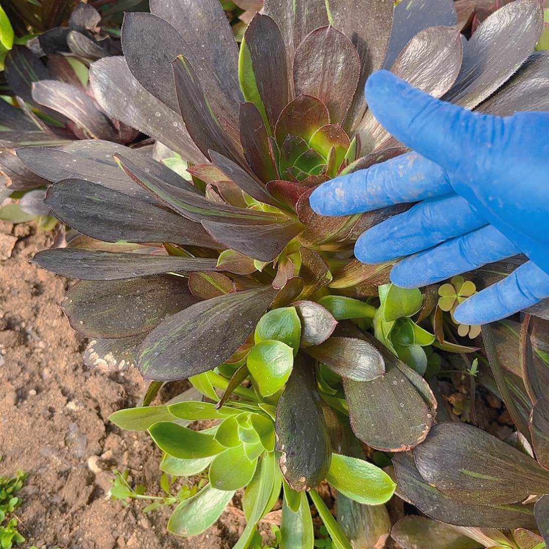 花斑路手捧多肉植物
