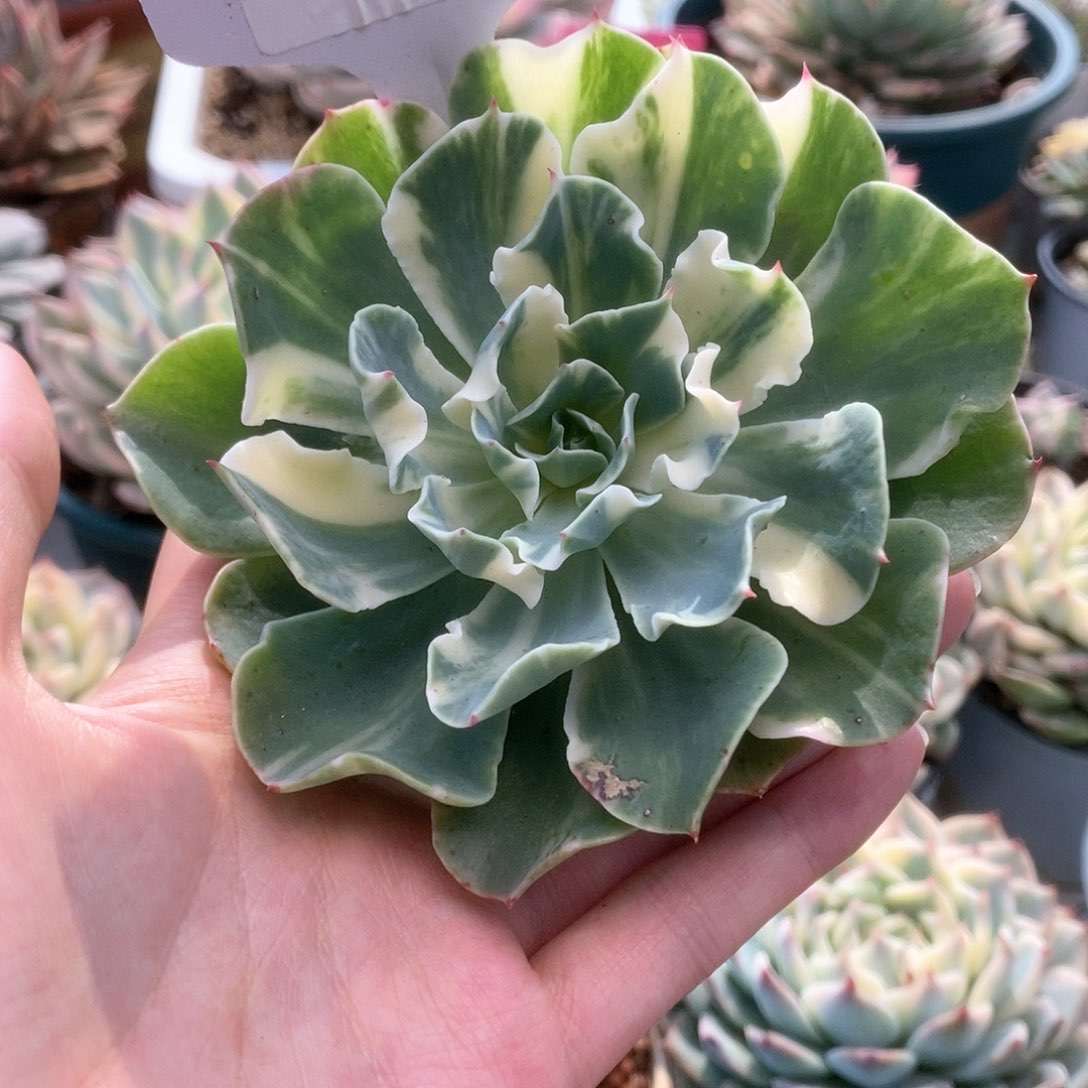 A075海啸锦锦锦锦锦锦锦