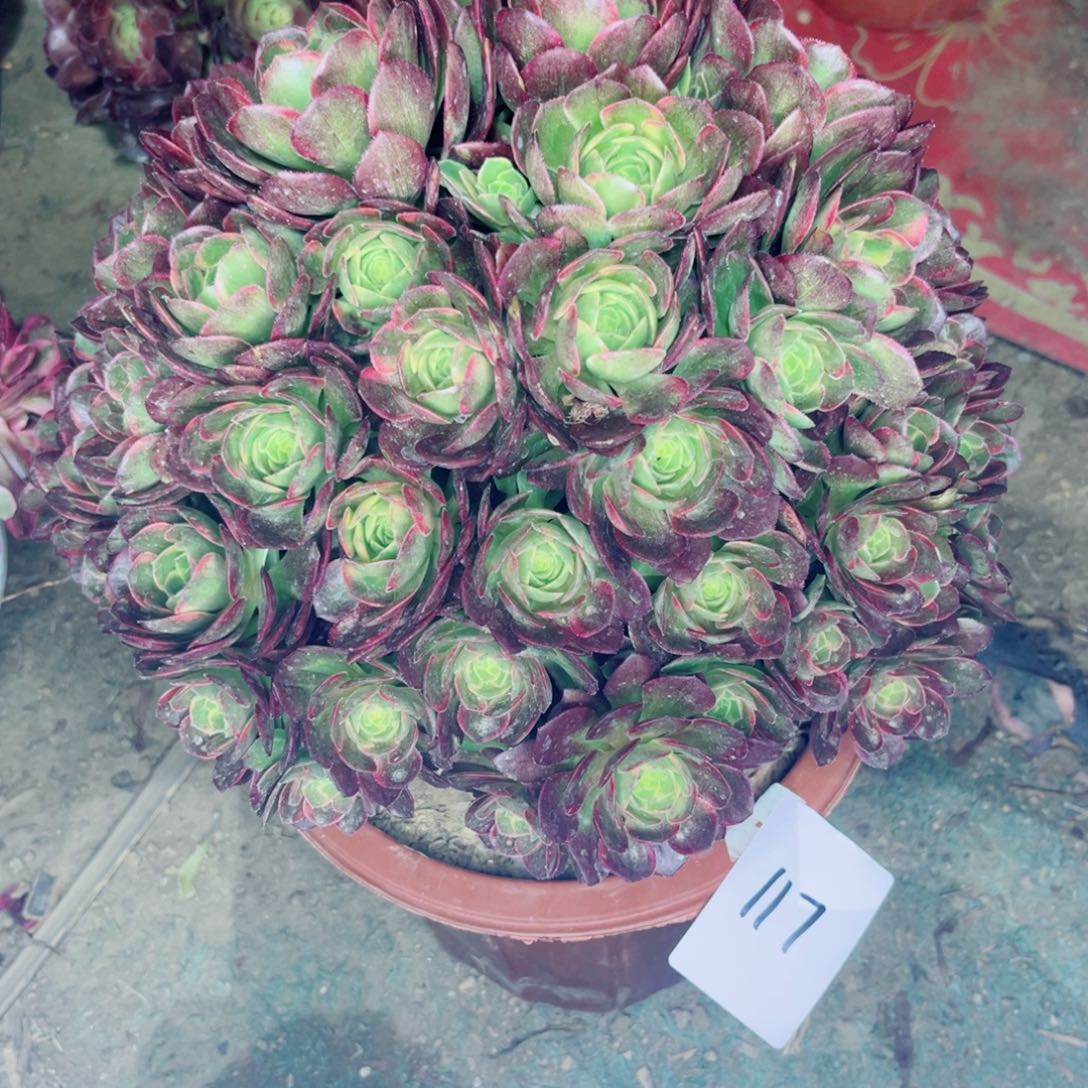 117万黄锦皇妃朵朵多肉掐心