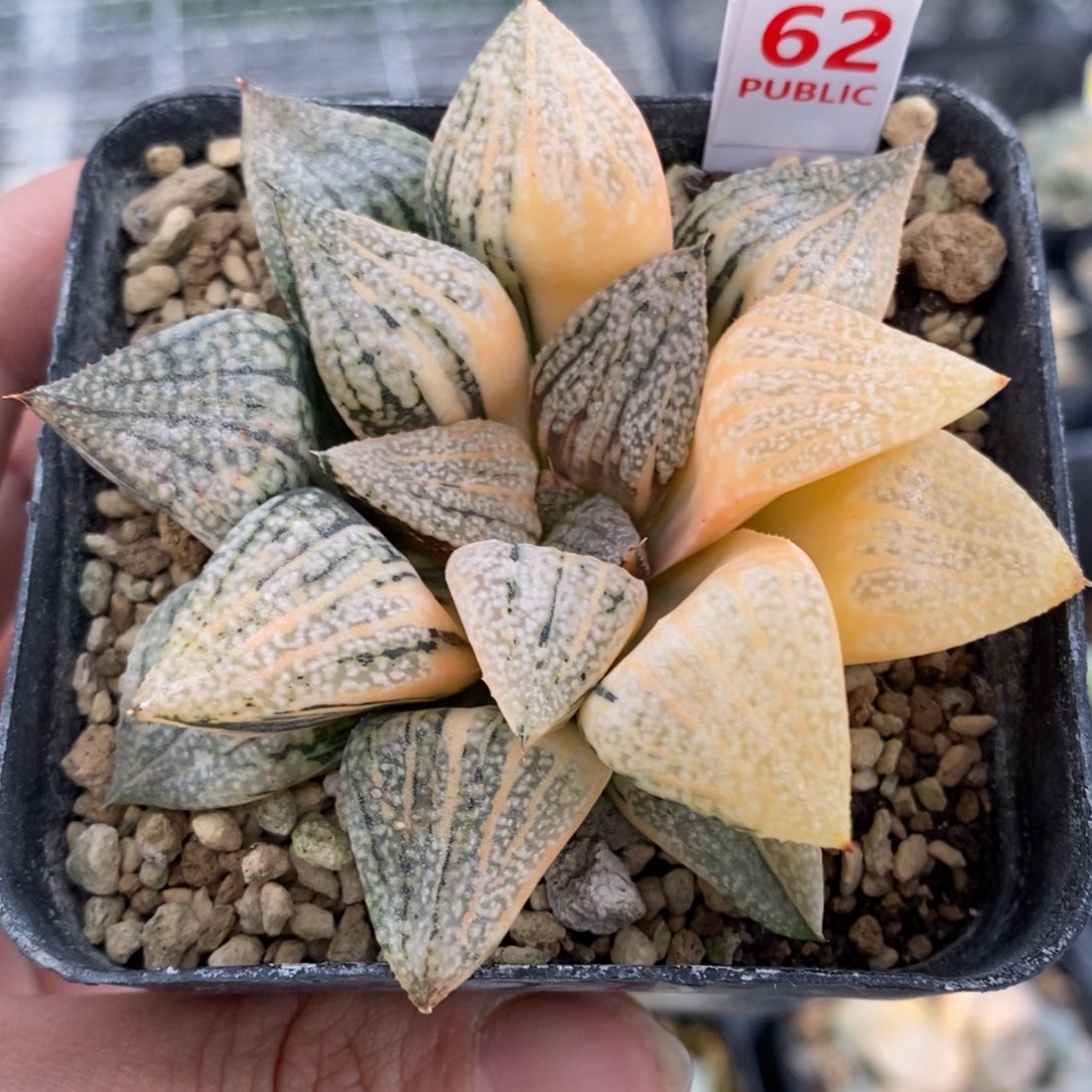 62号实生白银锦带盆