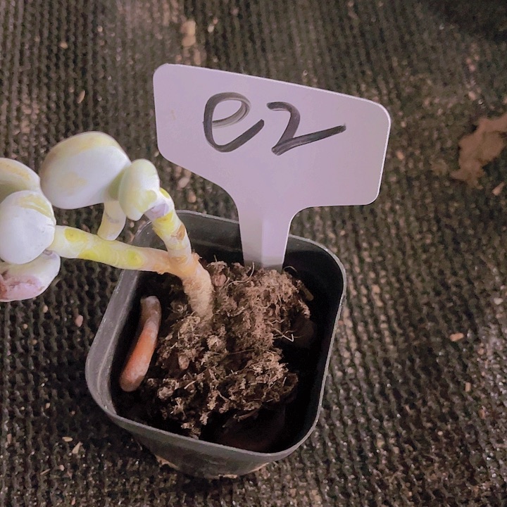 精品e2油煎丸子带盆土发