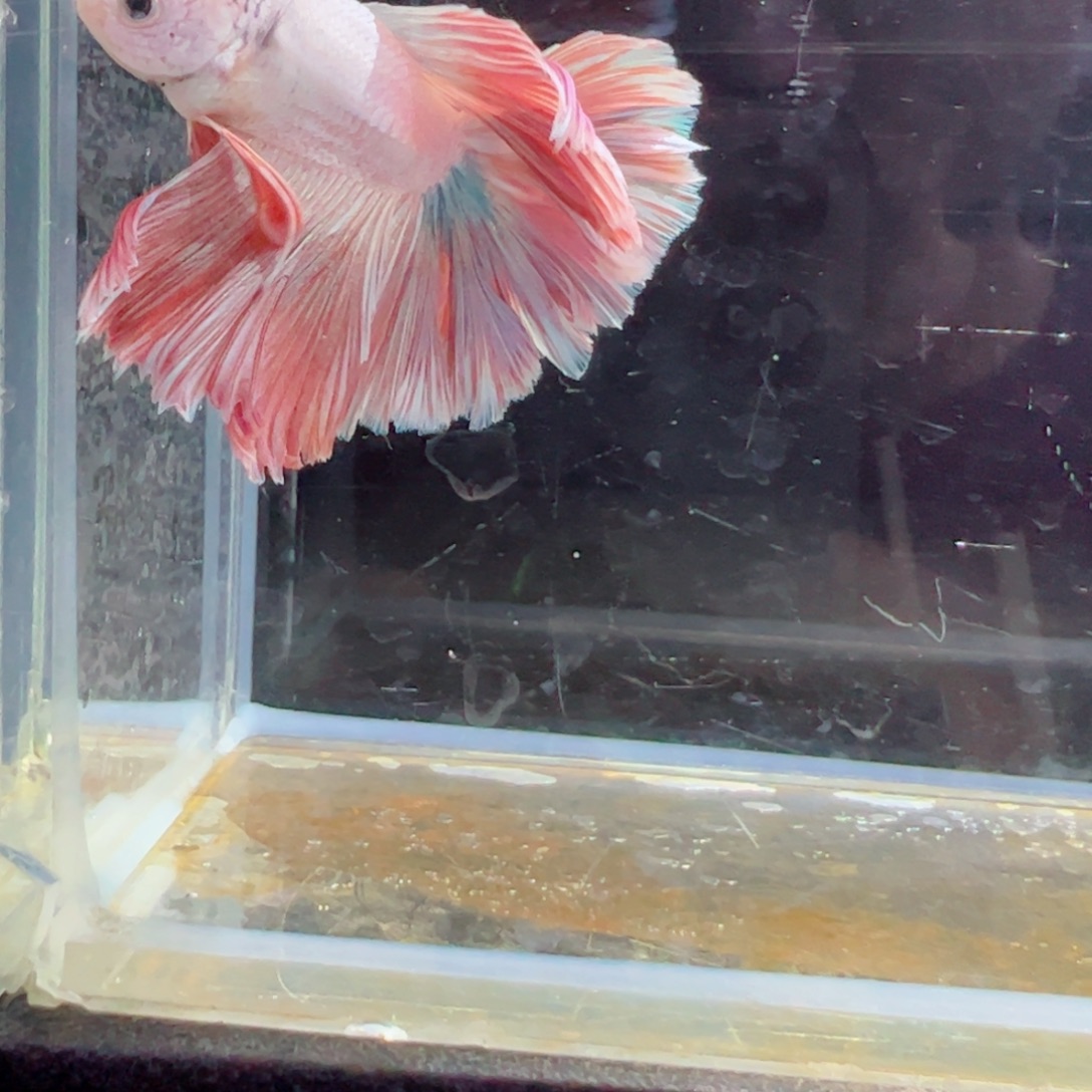 斗鱼浅色特殊尾hhhh