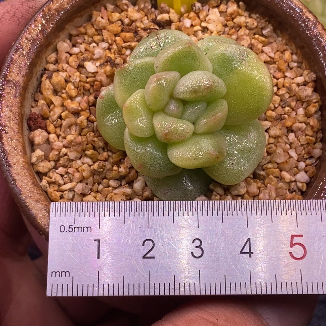 3113冰玉黄锦，拉丝黄