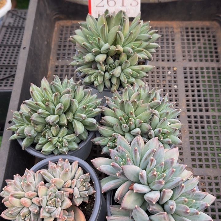 2613多肉植物一物一拍