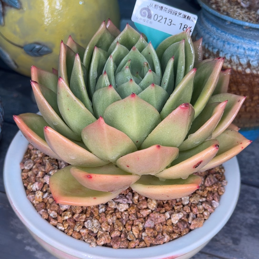 从前慢多肉精选编号0213.184