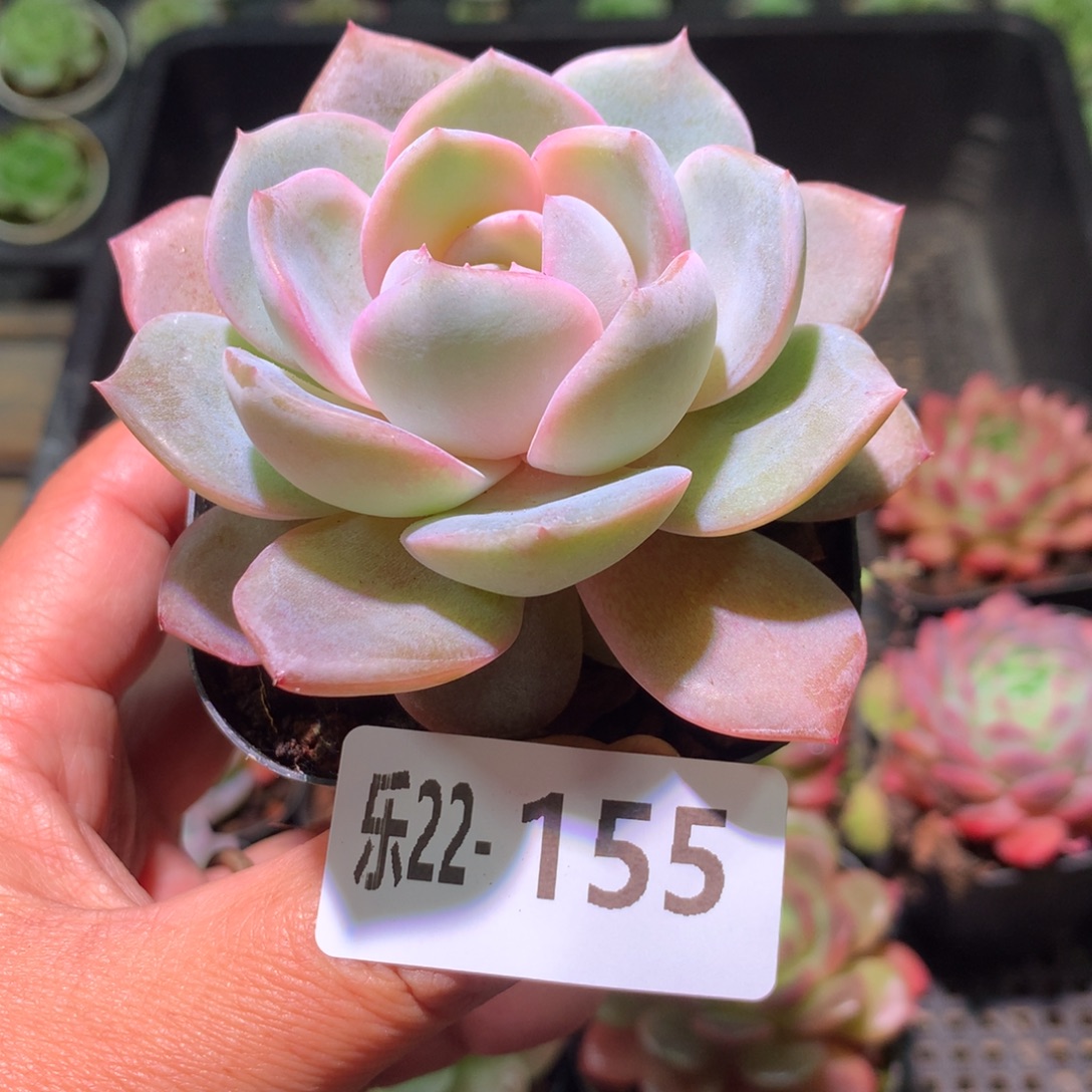 乐然22-155 蓝色惊喜 