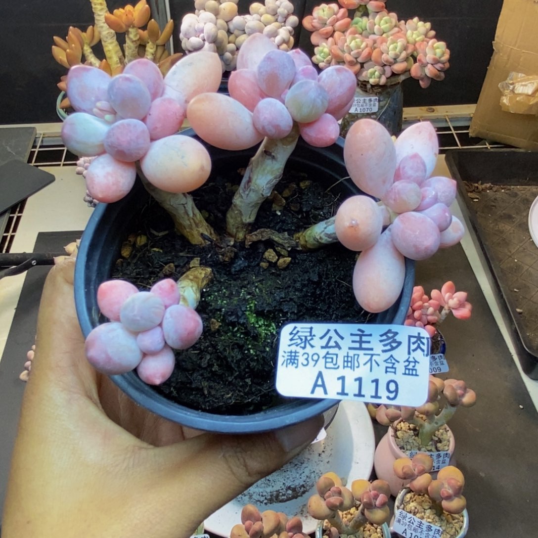 119香水手指奶多肉7c m