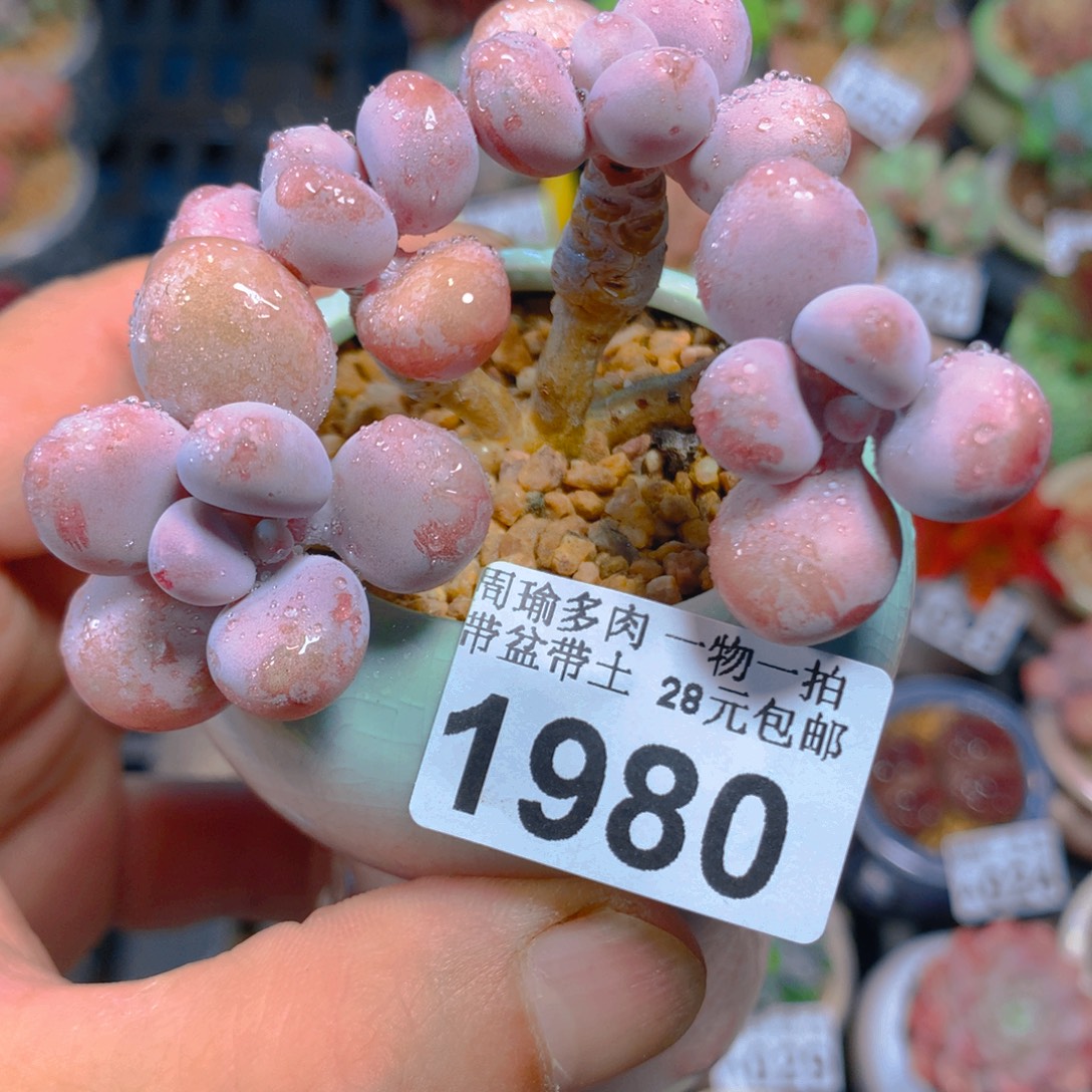 精控多肉植物1980