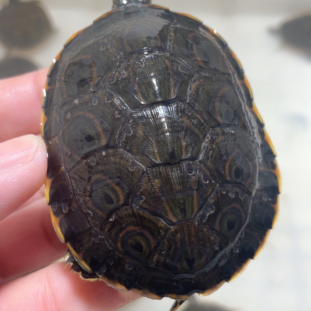 宠物龟不分公母7.2