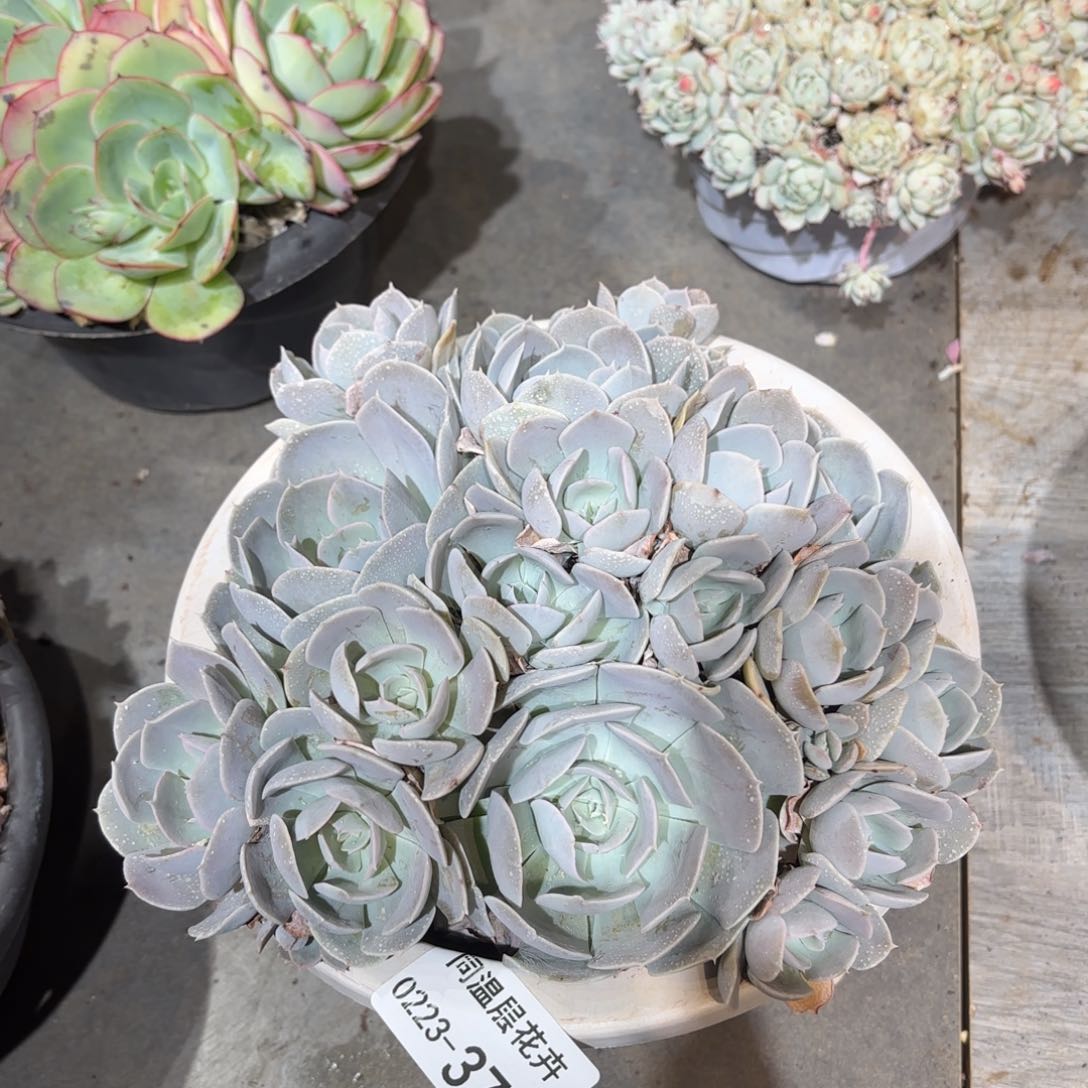 370鲁氏石莲同温层花卉