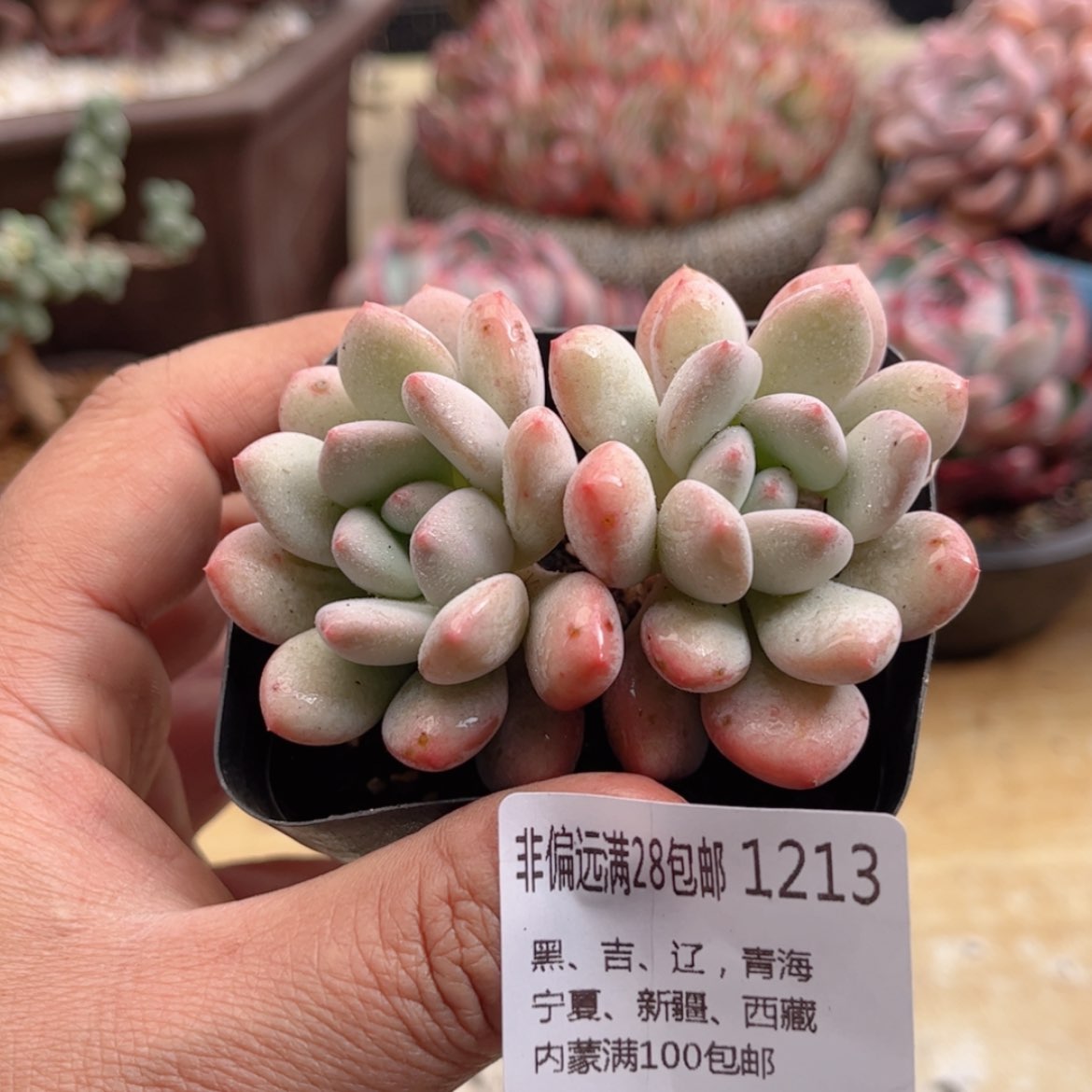 【闪购商品】1213香醇