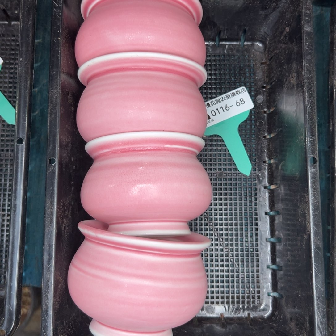 多肉精选编号0116.68