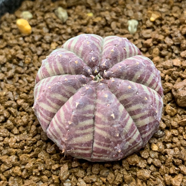 一物一拍实生艳肌血纹斑马神玉布纹球仙人球开花好养多肉植物