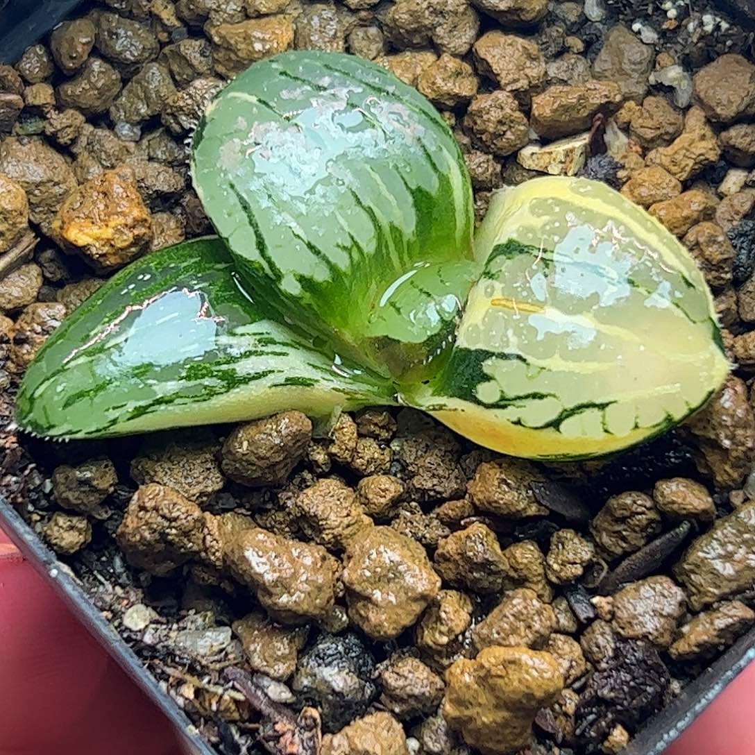 史扑锦巨大化十二卷多肉