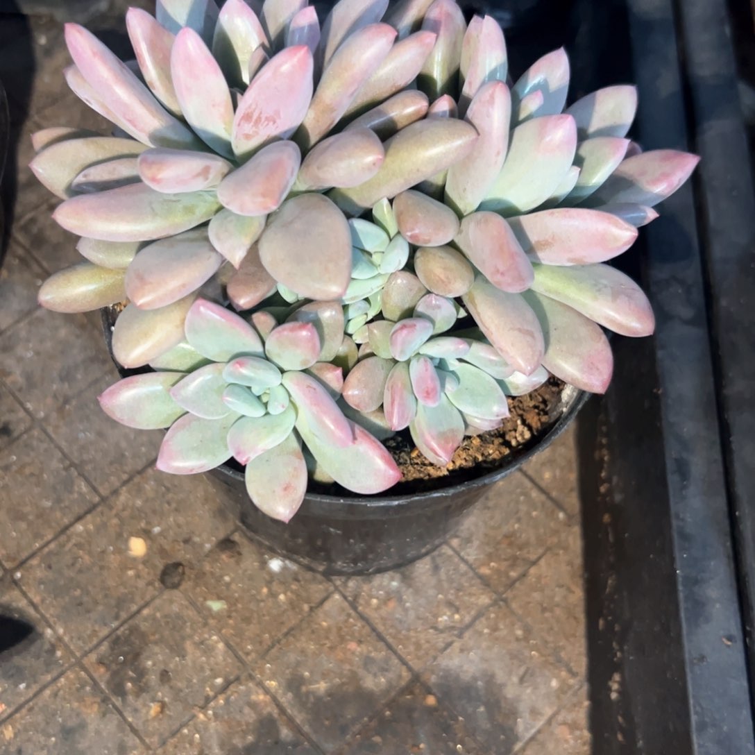 孜**下多肉植物多肉植物