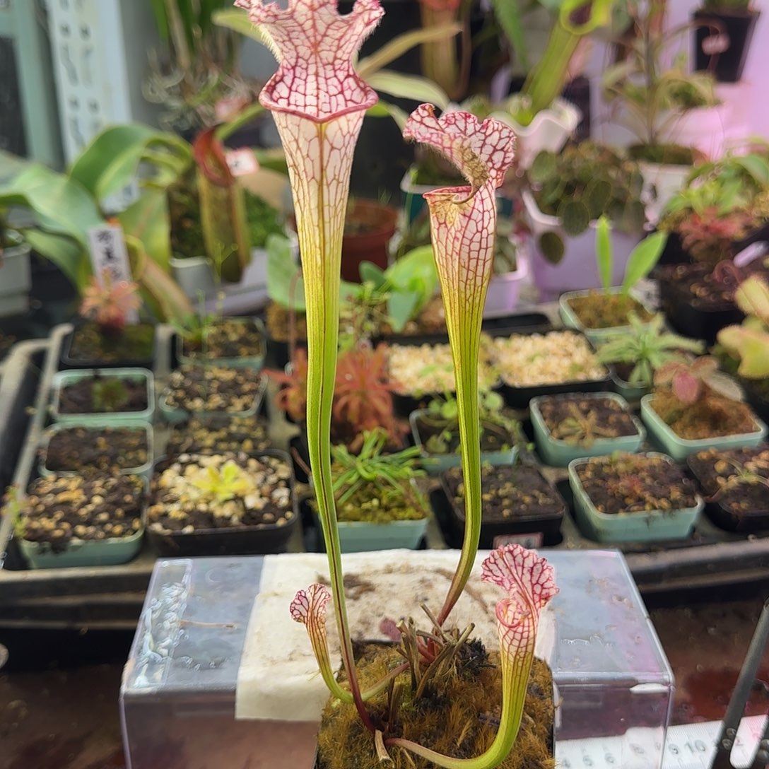 完全开放MKL47泰坦