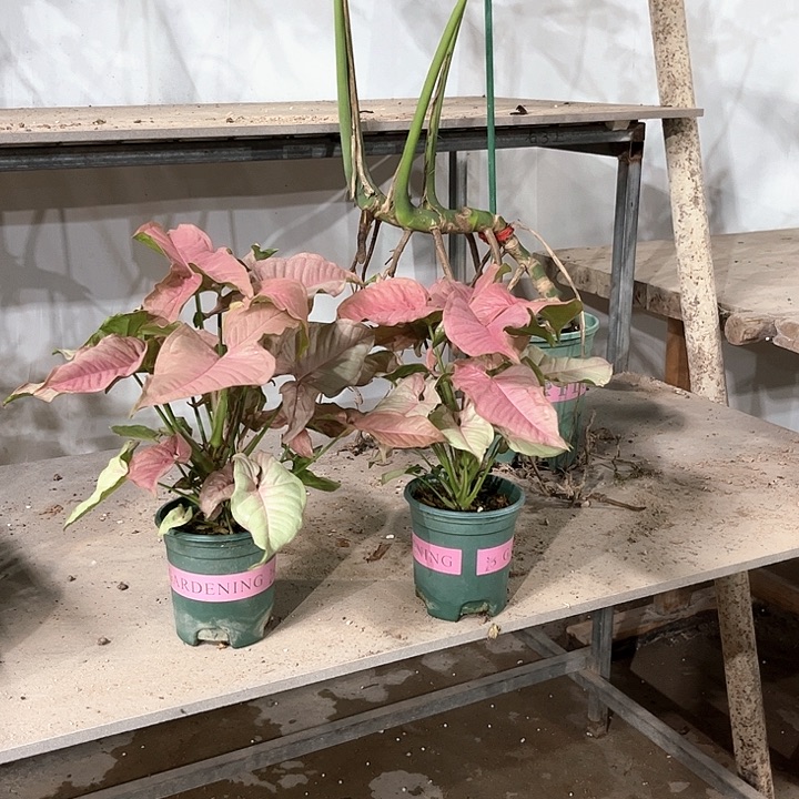 完全开放两盆红粉佳人