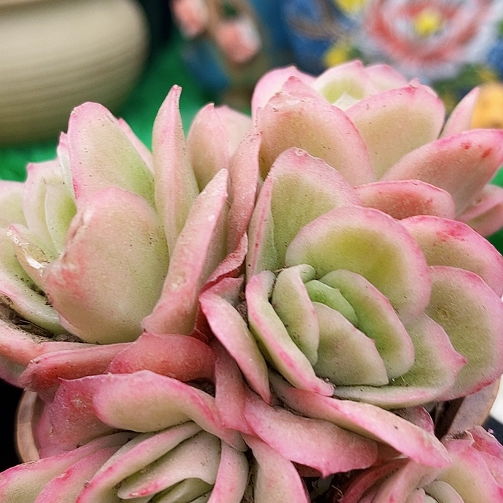 冰玫瑰锦群生带土球多肉