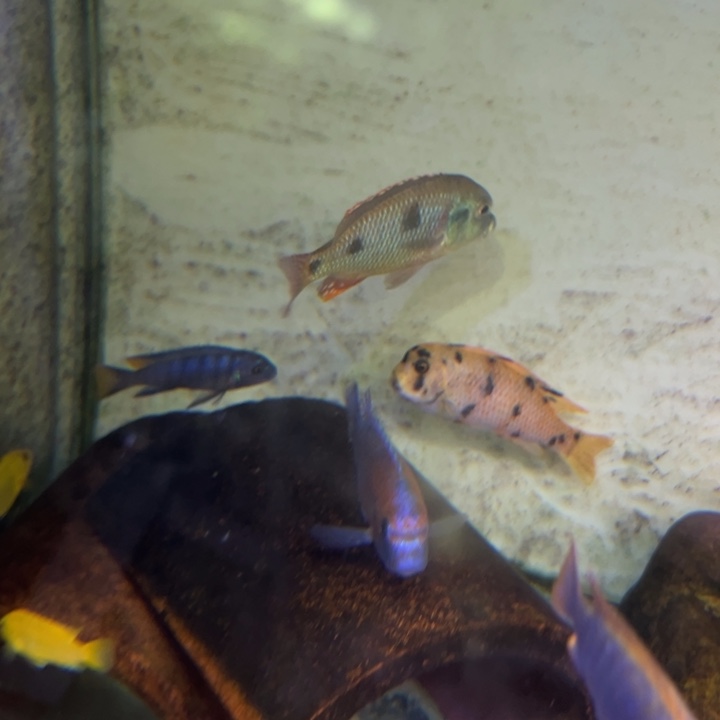 海水鱼三湖慈鲷，热带淡水鱼