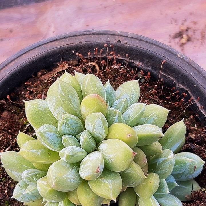 美人系列多肉植物一物一拍