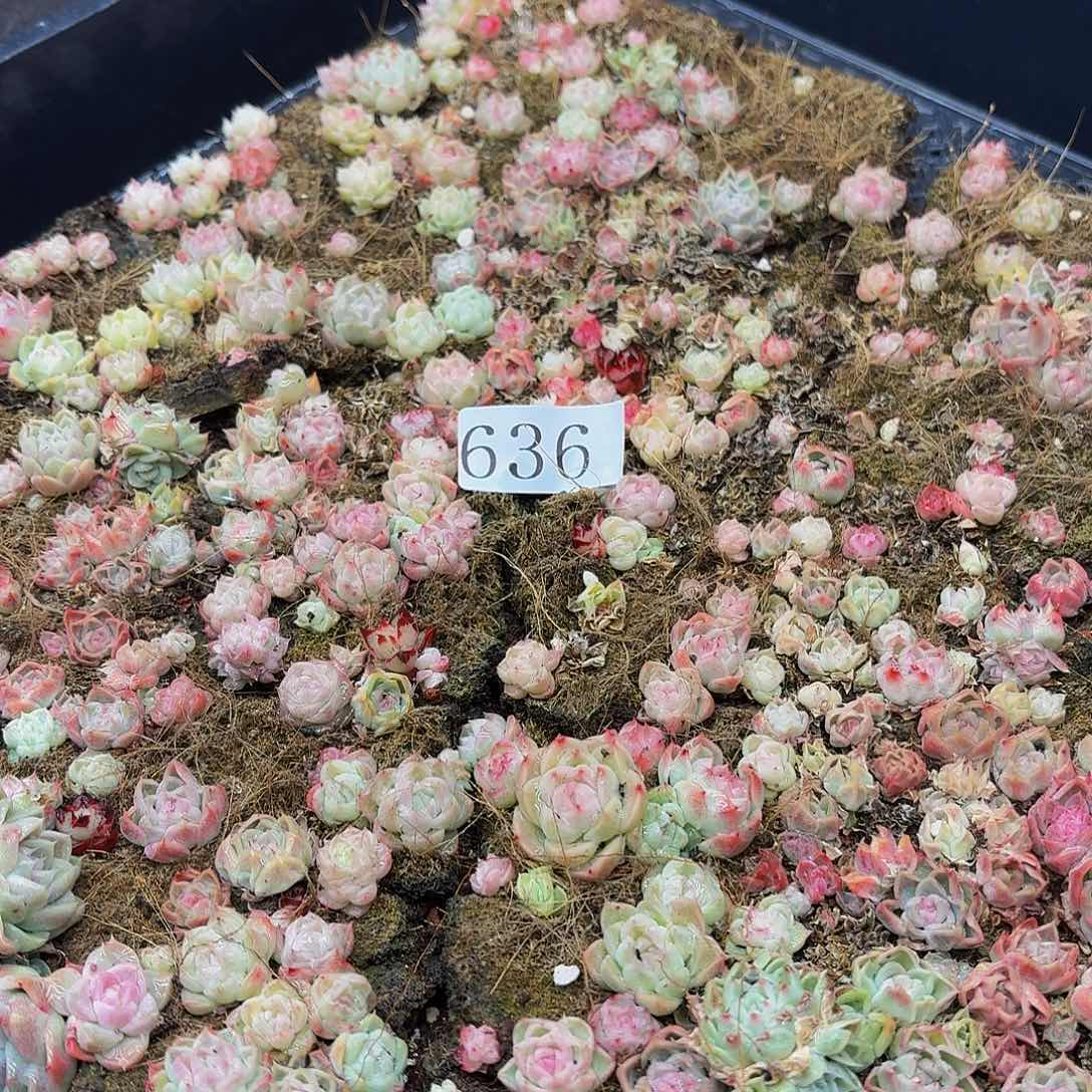 多肉植物多肉植物636