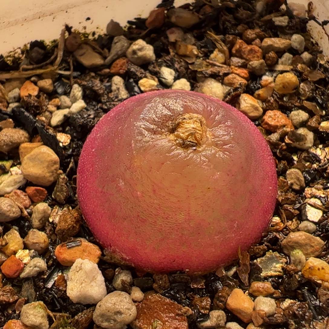 012多肉植物百科